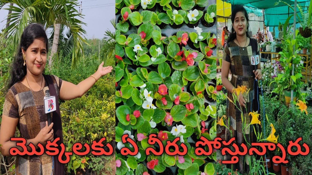 Nandhanavanam || Hanging plants || Bezawada sumakka ||HD