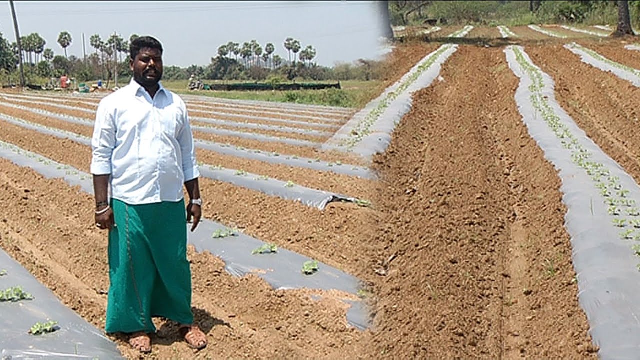 தர்பூசணியில் நல்ல மகசூல் பெறுவதற்கு சில வழிகள் | Watermelon Harvesting | Uzhave Ulagu