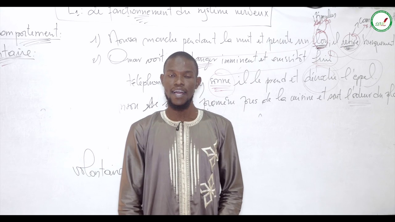 Cours - Troisième - SVT : Le système nerveux / Suite 2