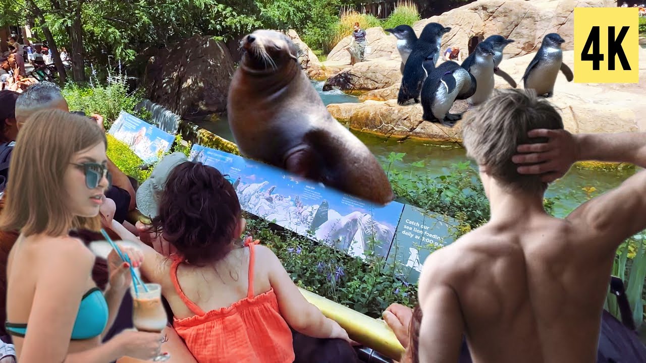 Sea Lions and Penguins Feeding - Bronx Zoo | New York City 4K 60fps