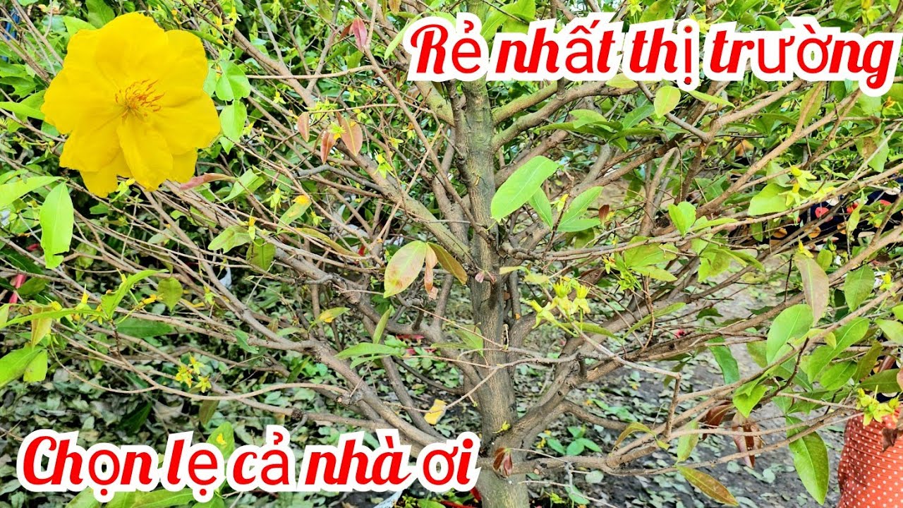 Em Tiền 📲 0385038527 rẻ nhất thị trường mai giảoThủ Đức 3/3 (Mai vàng Quê dừa)