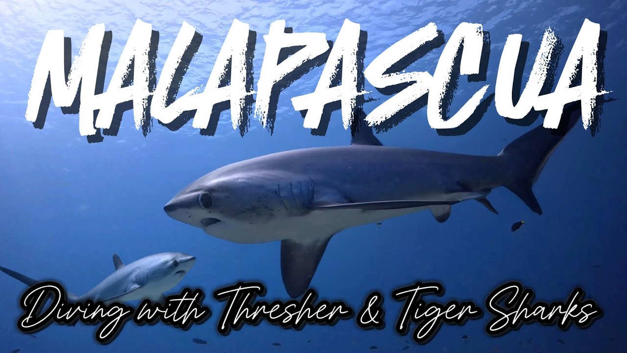 Diving with SHARKS - 2024 | Malapascua | Philiphines | Tiger Shark | Thresher Shark | Gopro (4K60P)