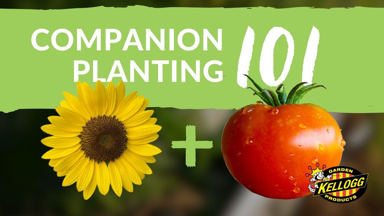 Companion Planting 101 | Tips and Tricks for a Thriving Garden
