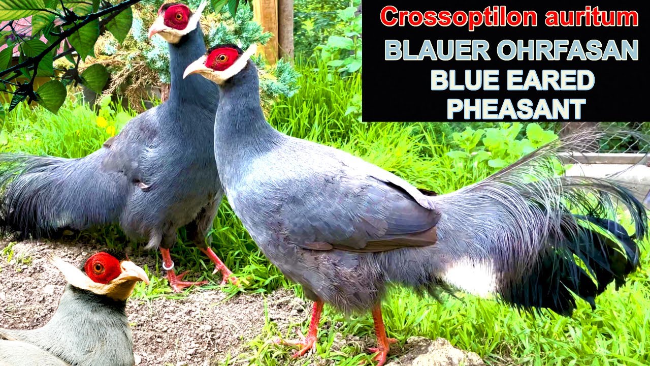 Zuchtbericht Blauer Ohrfasan - Küken Aufzucht und Haltung (Crossoptilon auritum) Blue Eared pheasant