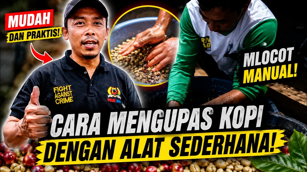 cara mengupas kulit kopi secara tradisional || cara mengupas kopi tanpa mesin