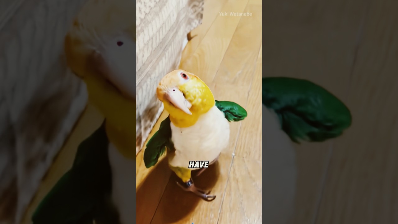 Keck parrot 🦜 #animal #cute #parrot