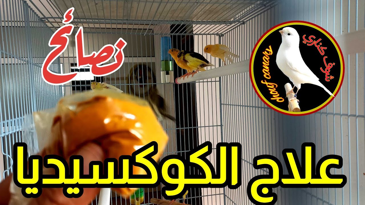 اهمية تقديم الكركم للكناري لعلاج الامراض كمرض الكوكسيديا 