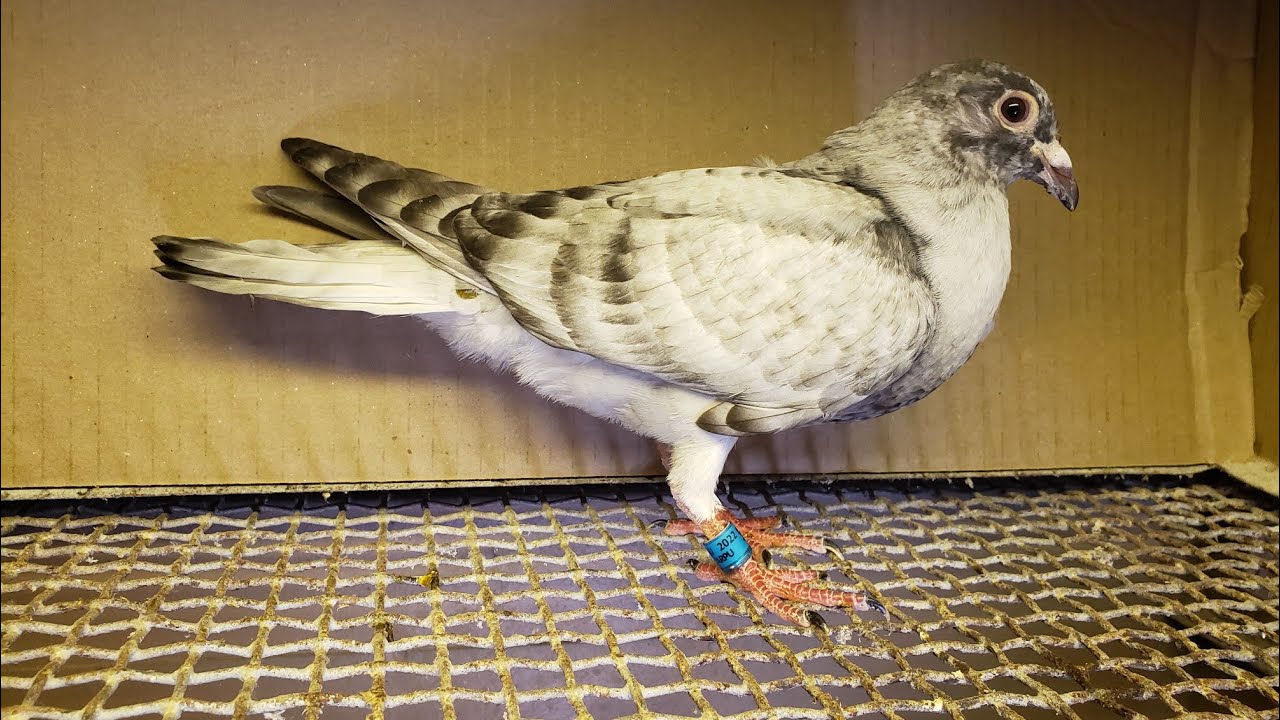 Rare colour racing pigeons