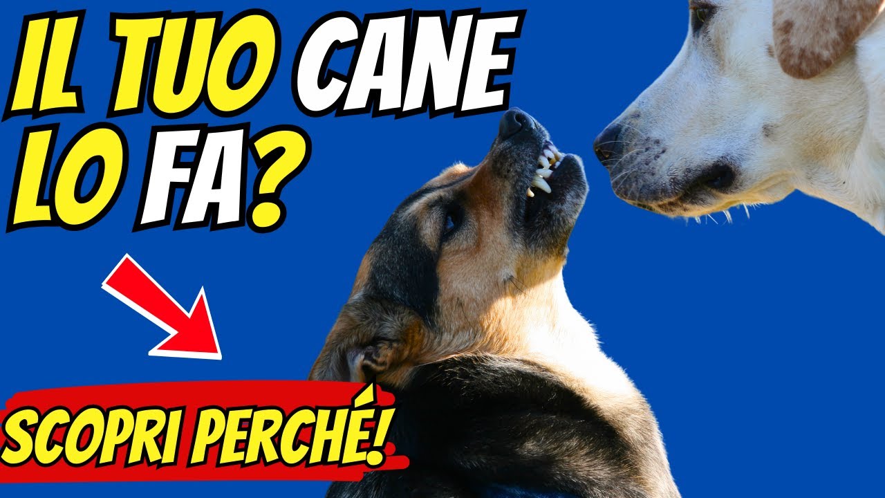 15 Comportamenti Strani dei Cani: Ecco Cosa Significano!