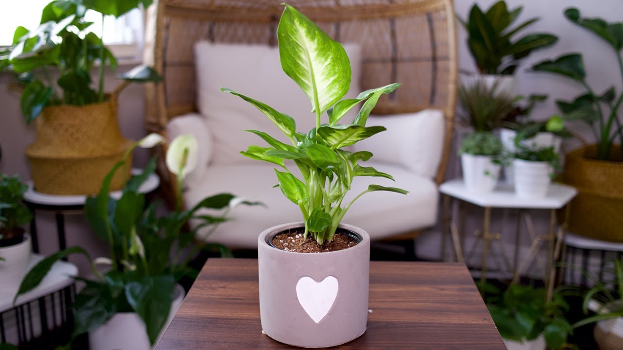 Руководство по уходу и выращиванию диффенбахии (Dieffenbachia, Dumb Cane) - Plant Mom Care