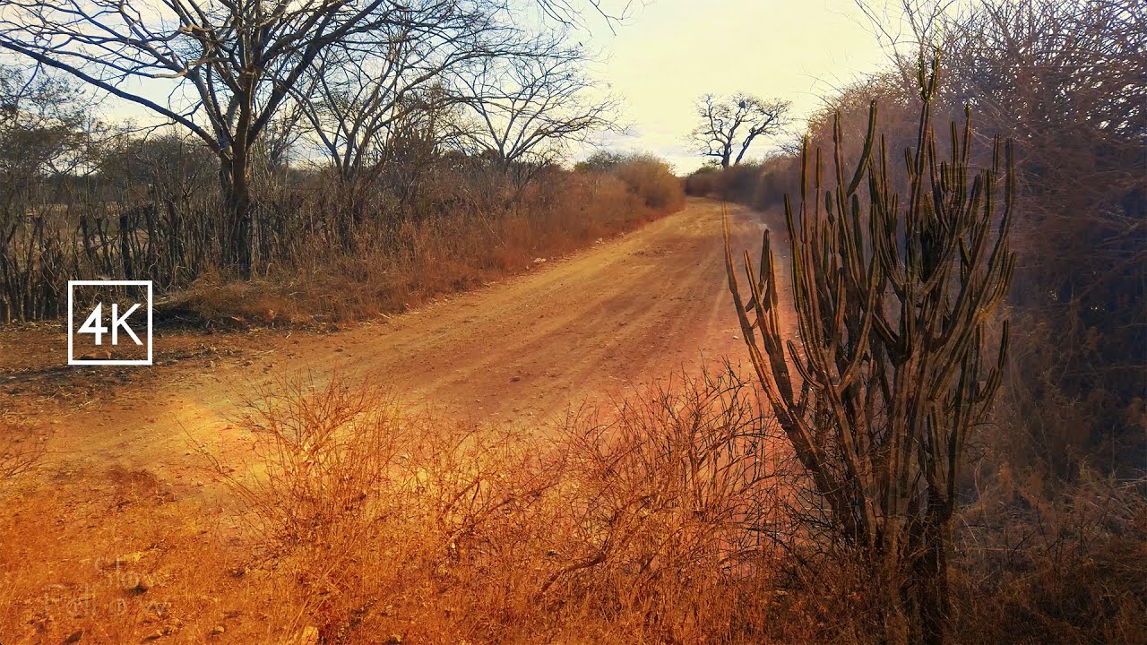 CAATINGA BAIANA. UM BIOMA EXCLUSIVO BRASILEIRO. BAHIA, Vamos conhecer esse caminho?  4K AMBIENTE.