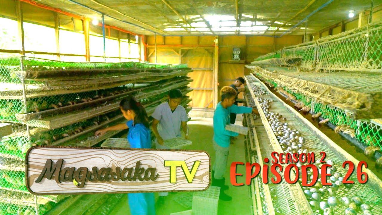 Quail Farming (Episode 26)