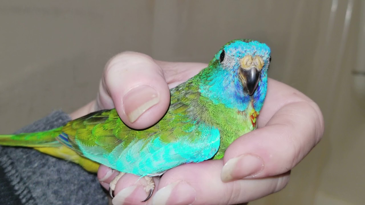Scarlet Chested Parakeet