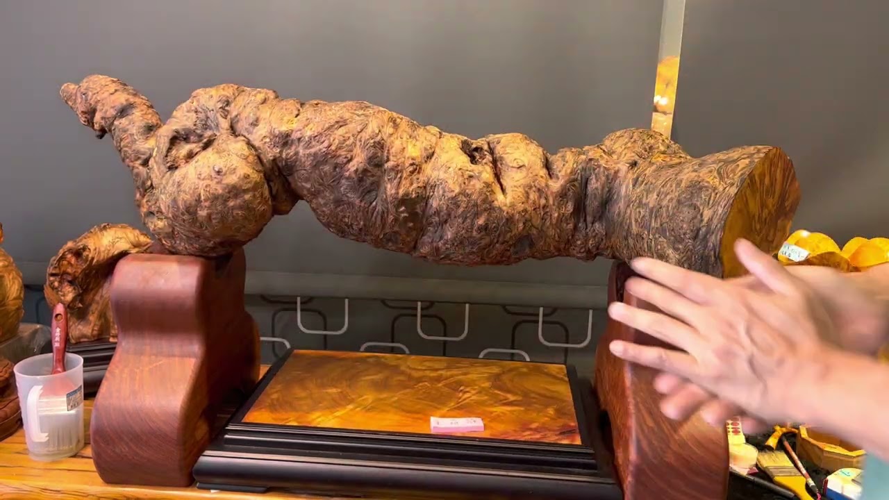 NO412 相遇太晚 黃檜鳳尾（根）螺旋滿鳳