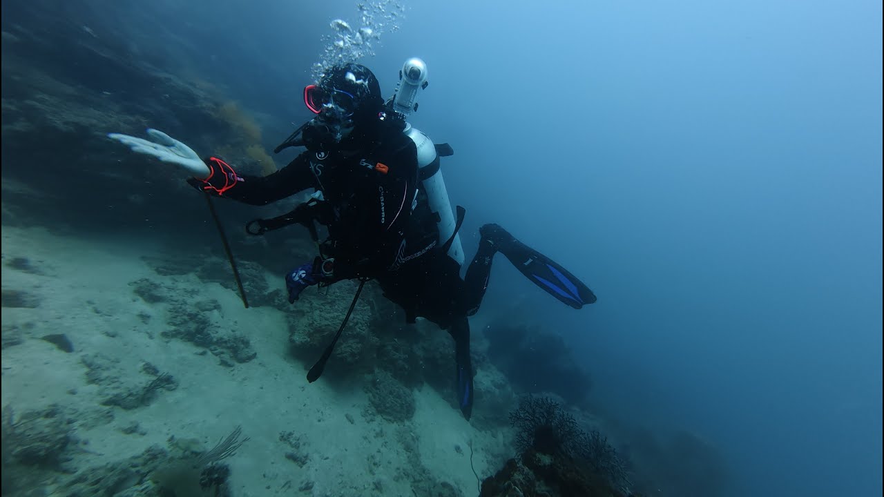 Dive Story in Karimun Jawa - 22 Nov 2025