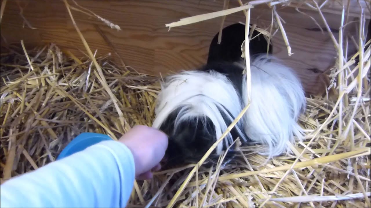 AMENAGEMENT D'UNE CAGE POUR COCHONS D'INDE.