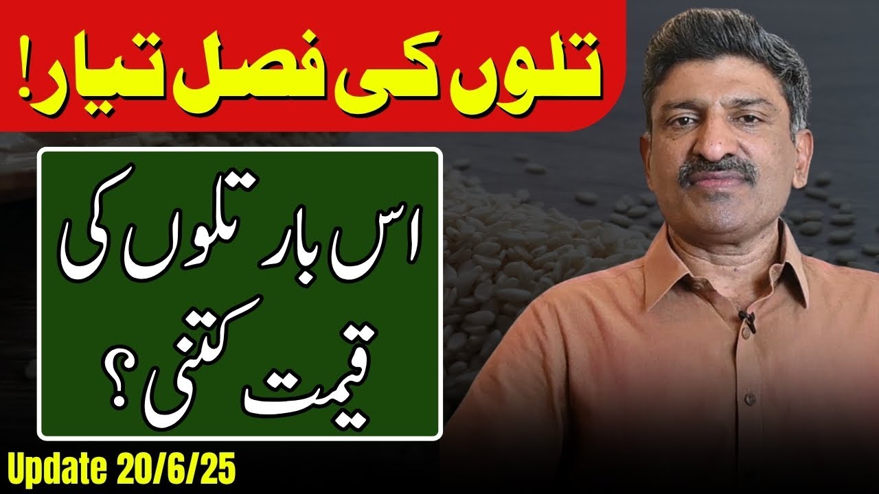 Till Rate in Punjab | Till Price in Pakistan | Sesame Seeds Latest Updates | تل کا ریٹ آج کیا ہے