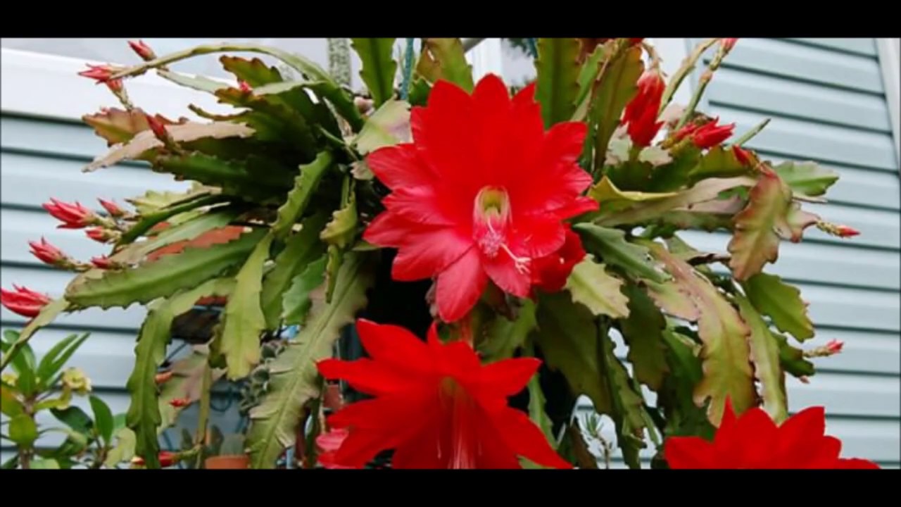 Disocactus ackermannii