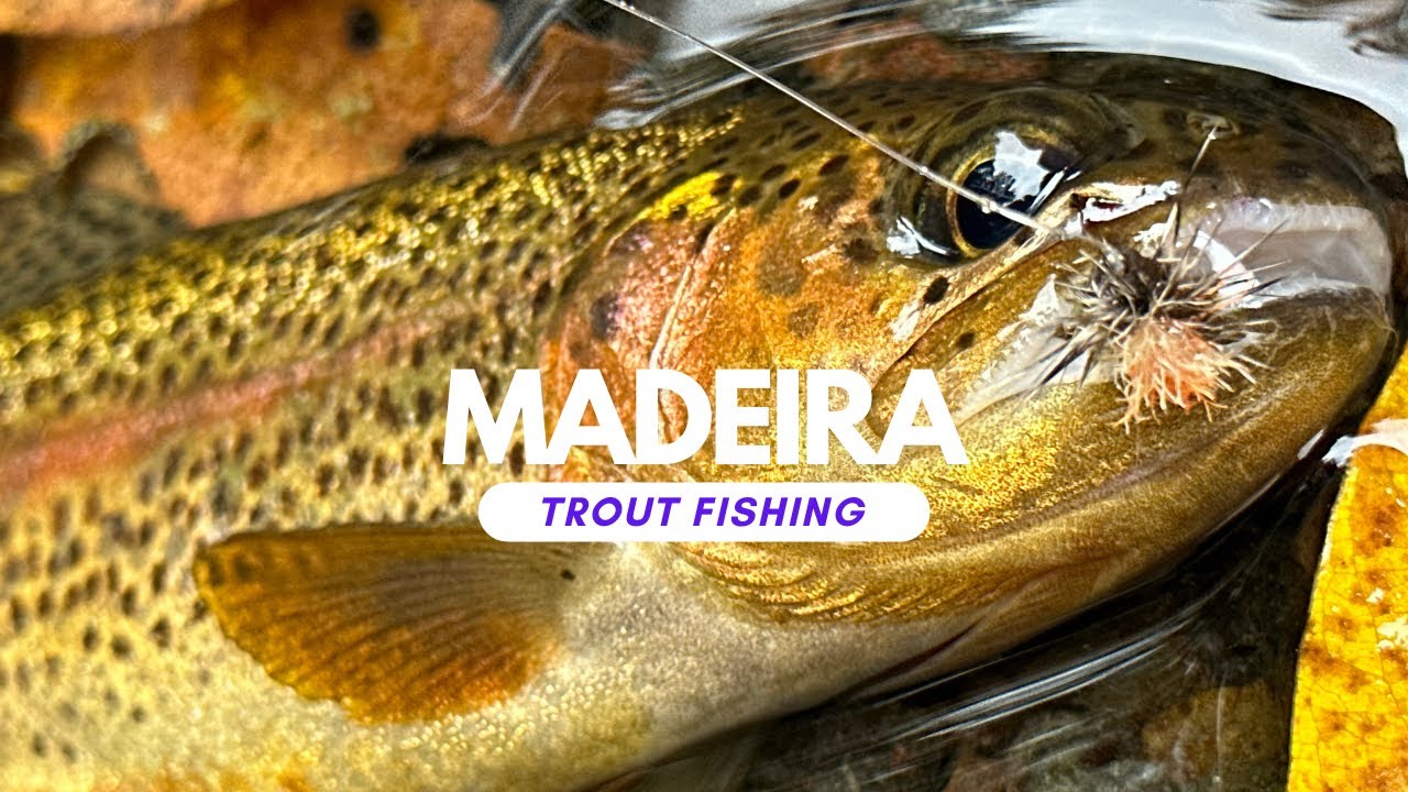Madeira Trout fishing - fly fishing on Madeira Island for wild rainbow trout