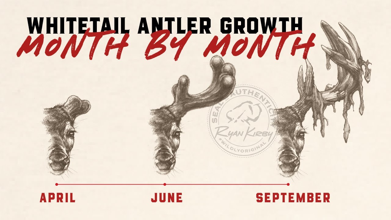 The Incredible Growth of Whitetail Antlers: A Month-by-Month Journey