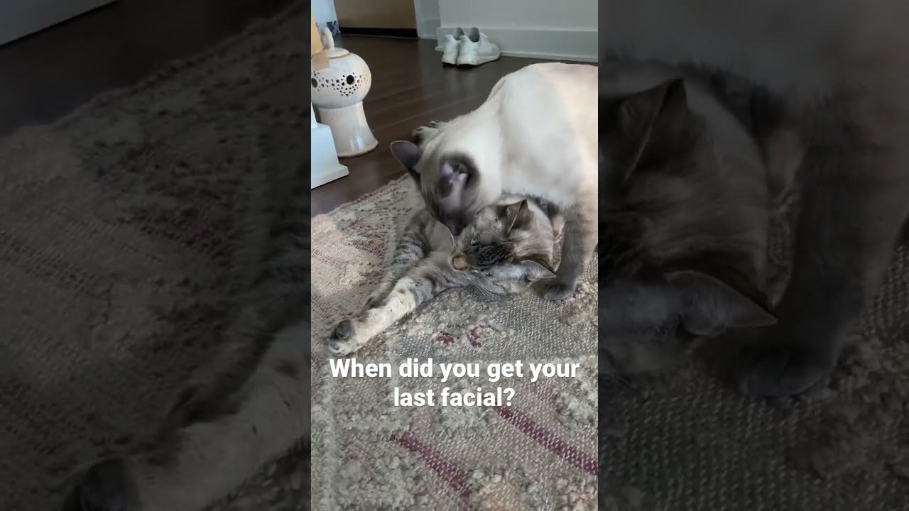 Ep120: Lover Boy and Wonder Woman #cats #love #cute