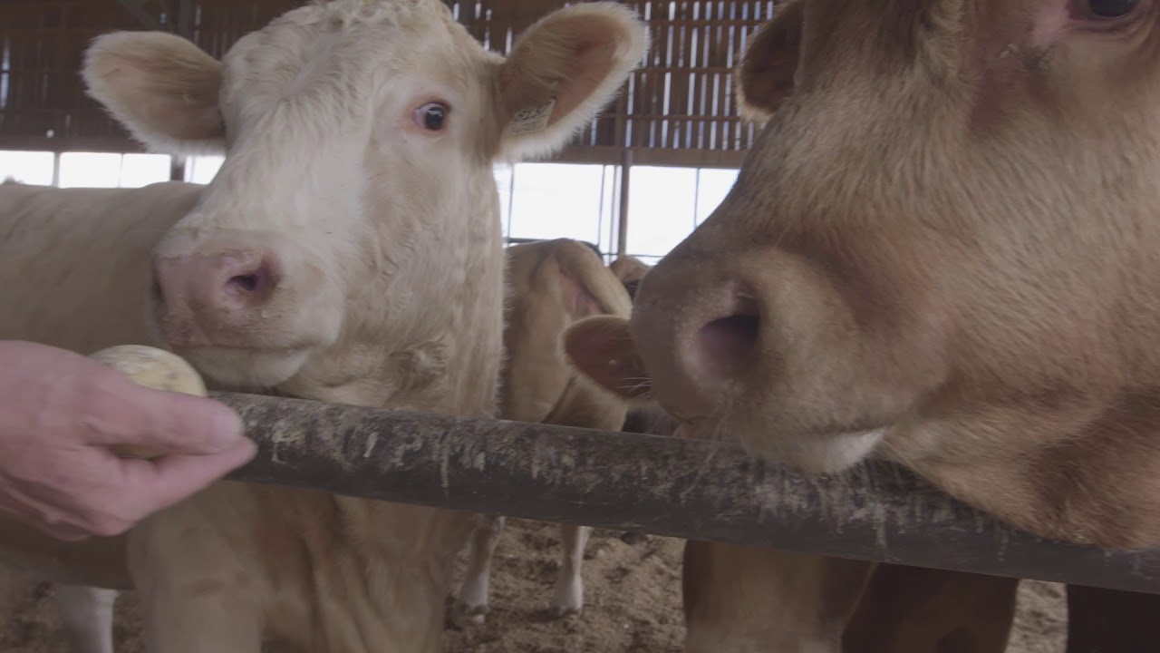 Présentation de David Houley, ambassadeur Boeuf Québec et passionné de production bovine