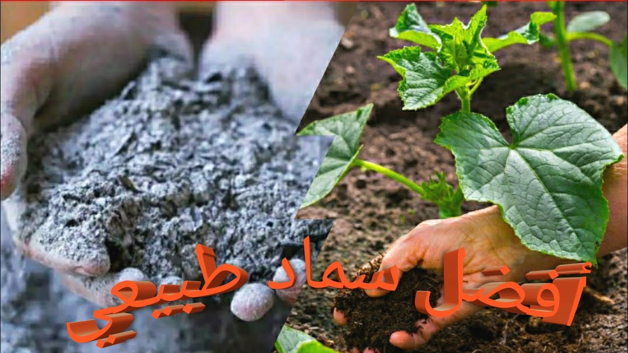 سماد الرماد أفضل سماد منزلي