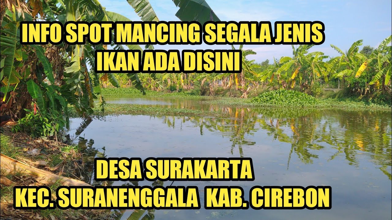 info spot mancing segala jenis ikan di Cirebon - spot mancing desa Surakarta suranenggala