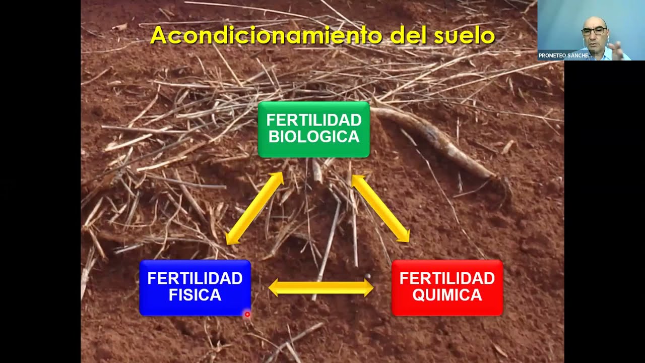 Diagnóstico y Manejo de la Fertilización en Palto o Aguacate