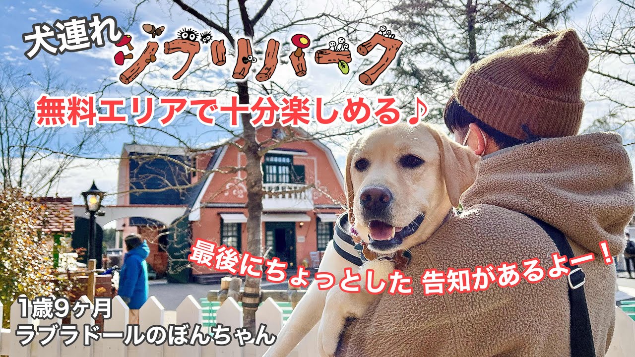 【ジブリパーク#89】犬連れジブリパーク！無料エリアで十分楽しめる★ラブラドールレトリバー　labrador retriever 大型犬  ぼんちゃん　モリコロパーク