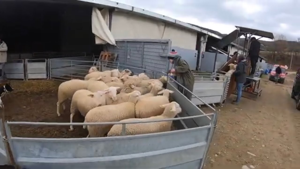 Visite de bergerie et échographie des brebis à la ferme Mandaroux