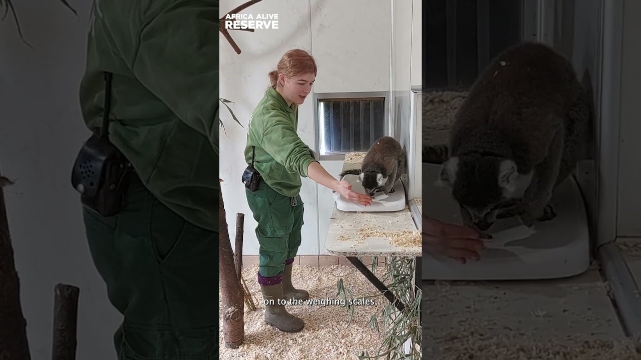 Lemur Weighing