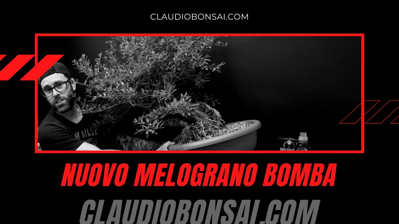 NUOVO MELOGRANO BOMBA