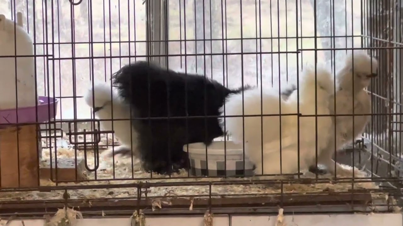 Beautiful Bearded Silkies In Our Farm