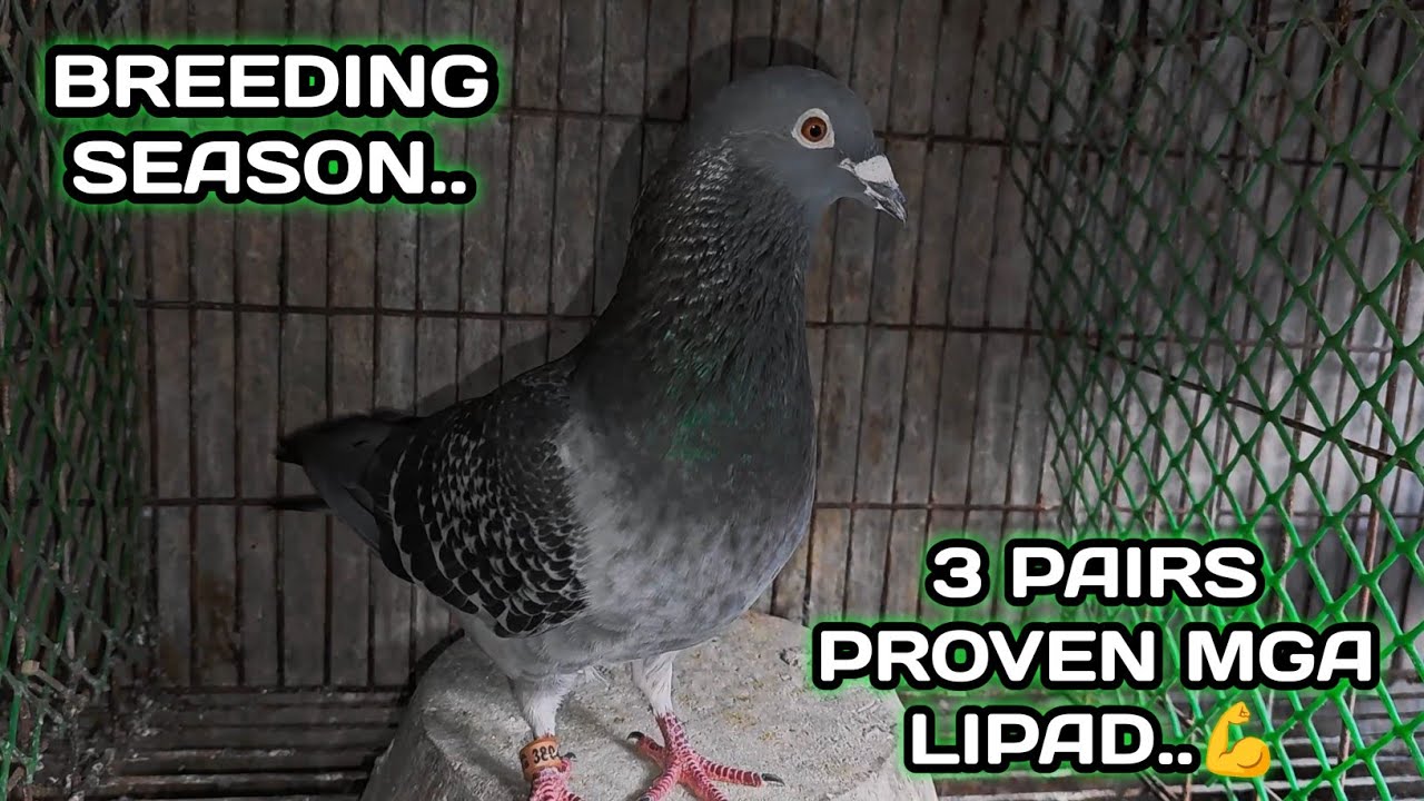 3 PAIRS PROVEN MGA LIPAD..💪 | BREEDING SEASON..