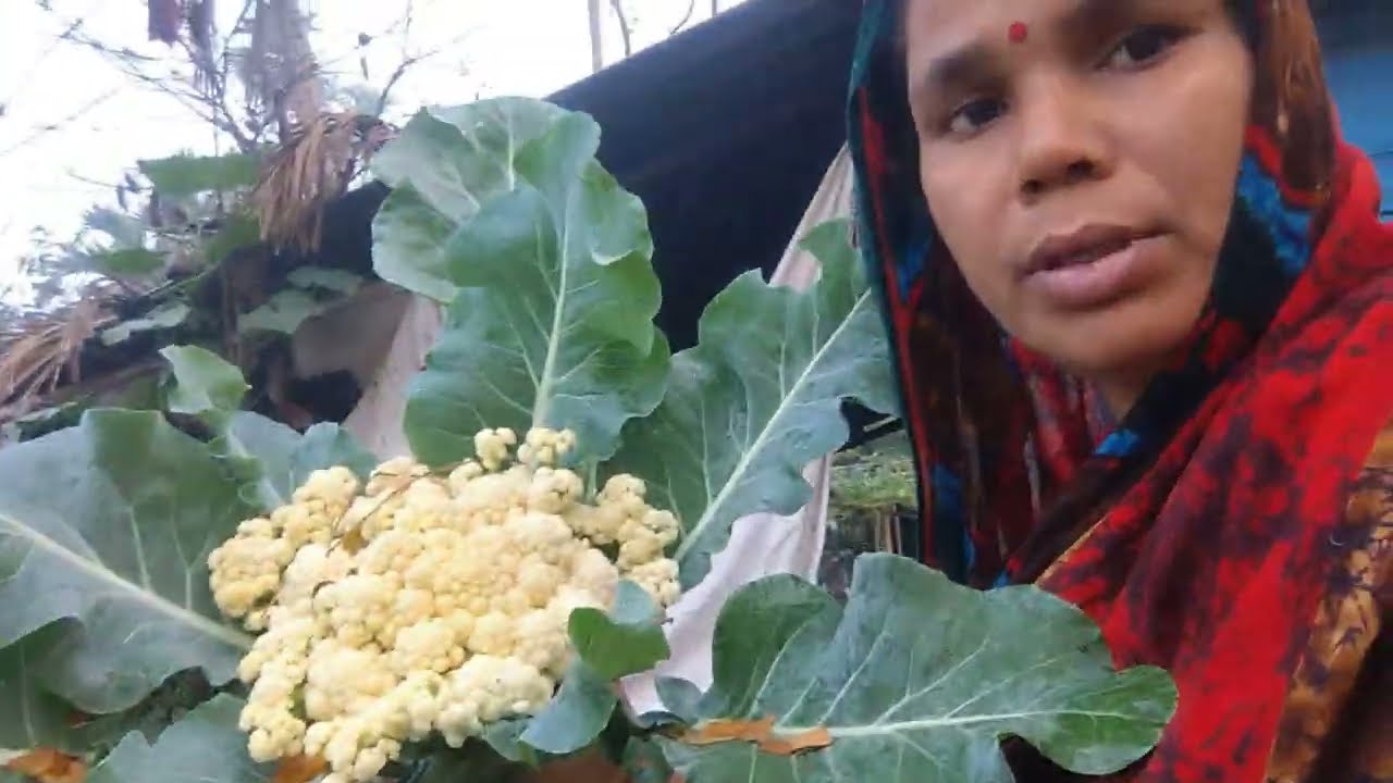 Bengali vlog ভোরবেলা রান্না করার সময় দেখি ঘরের সবজি নেই তাই চলে গেলাম সবজি বাগানে  #bengalivlog