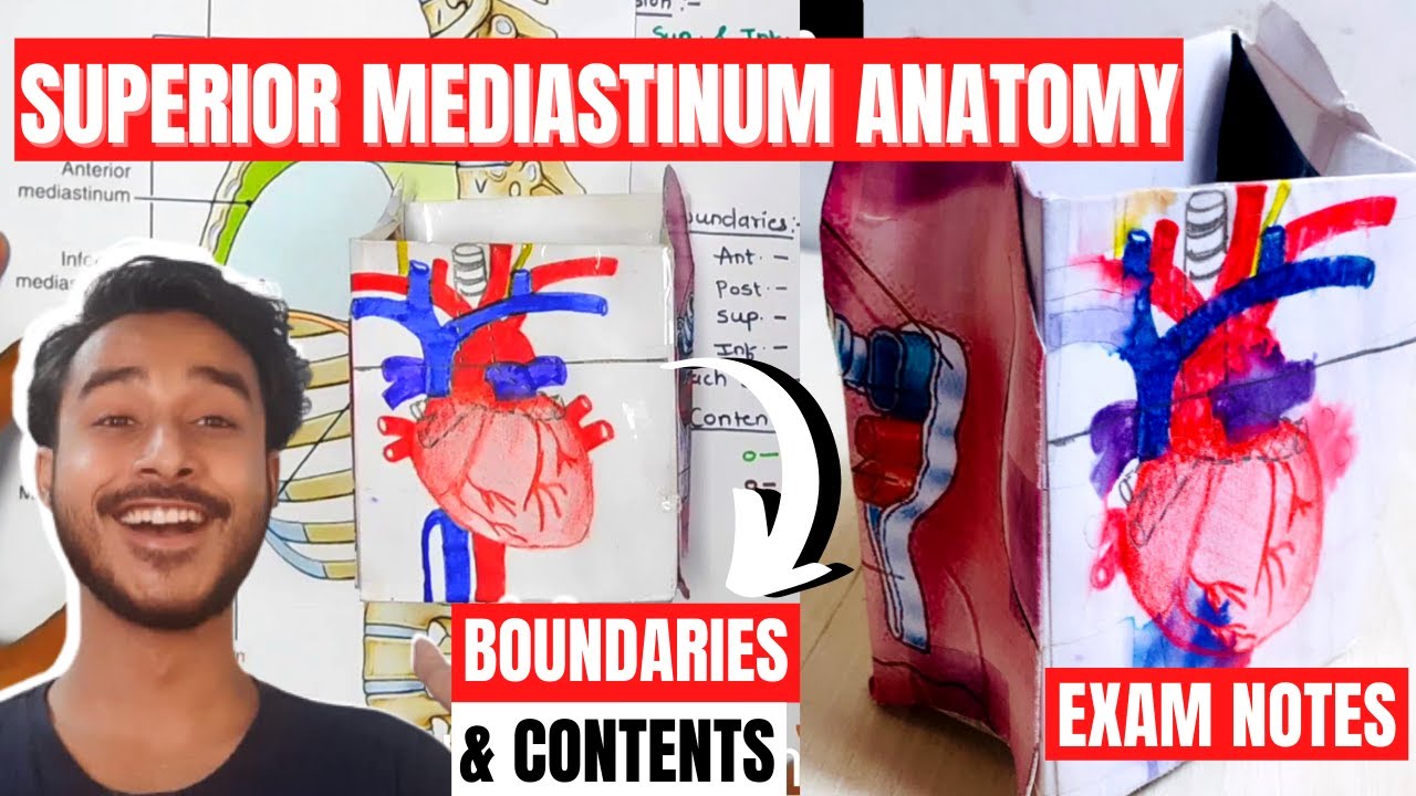Superior Mediastinum Anatomy Boundaries and contents | Mediastinum anatomy