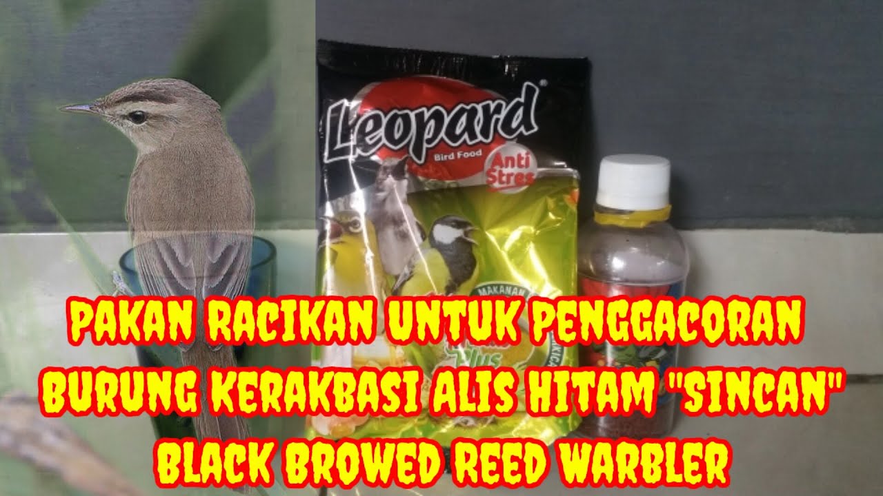 Pakan Racikan Untuk Burung Kerakbasi Alis Hitam 