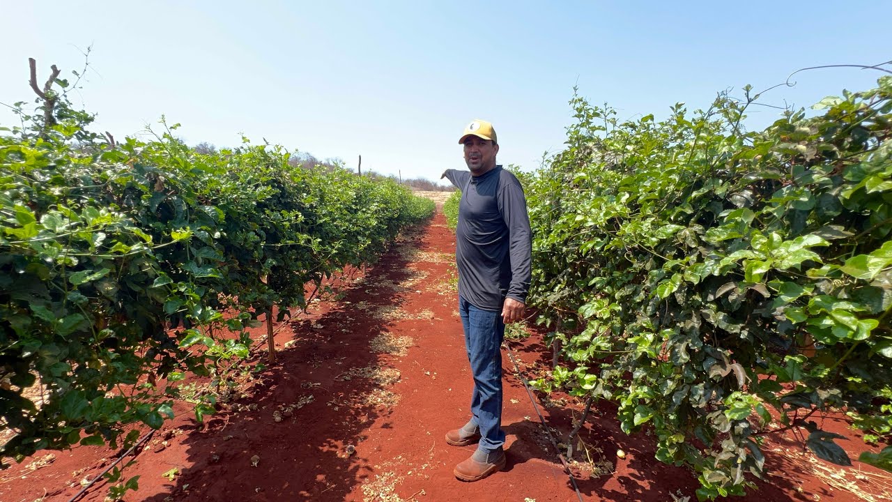 Plantação de Maracujá no Sertão da Bahia .