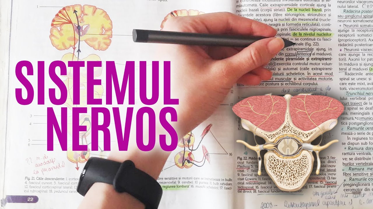 ADMITERE LA MEDICINĂ: Nervul spinal