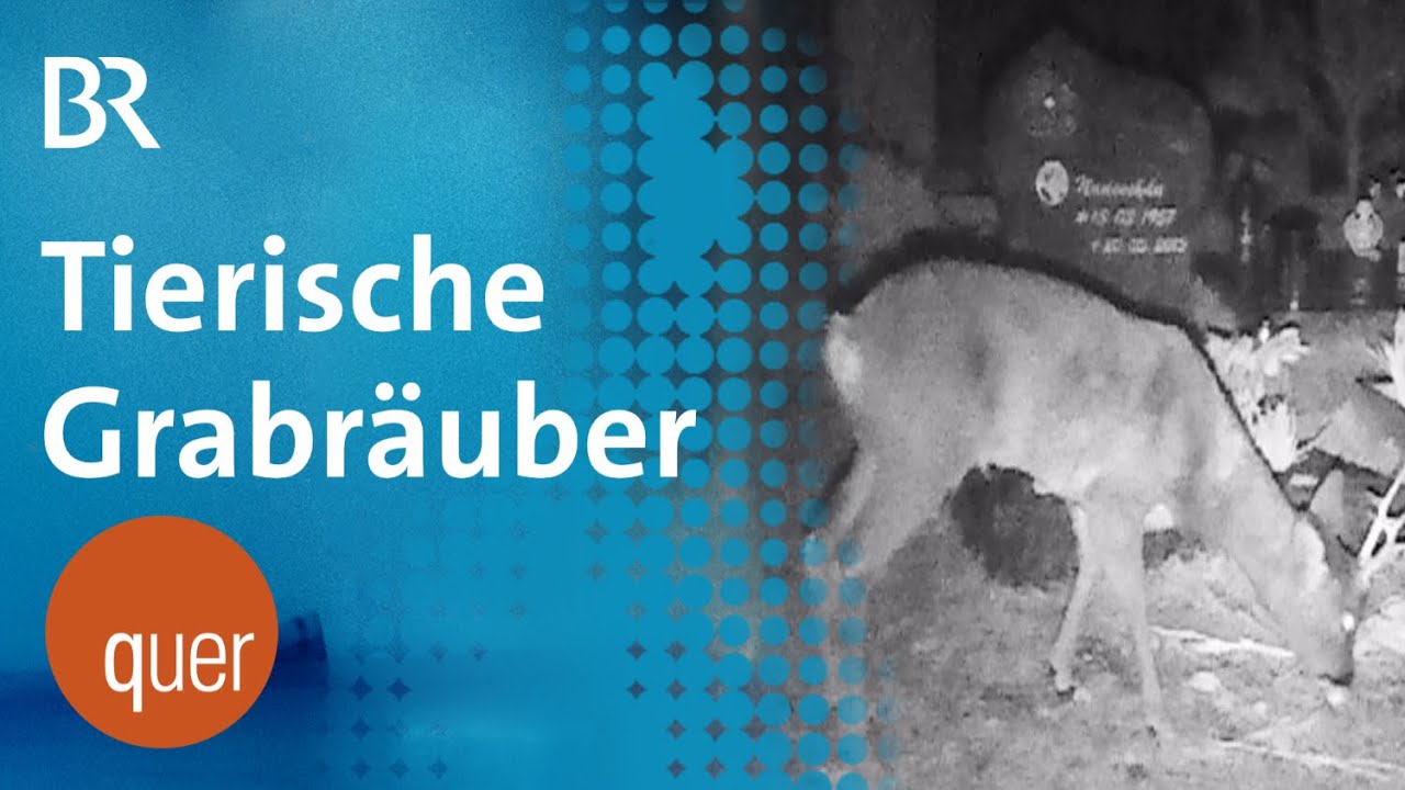 Grabr&auml;uber: Die gest&ouml;rte Friedhofsruhe von Re(h)gensburg | quer vom BR