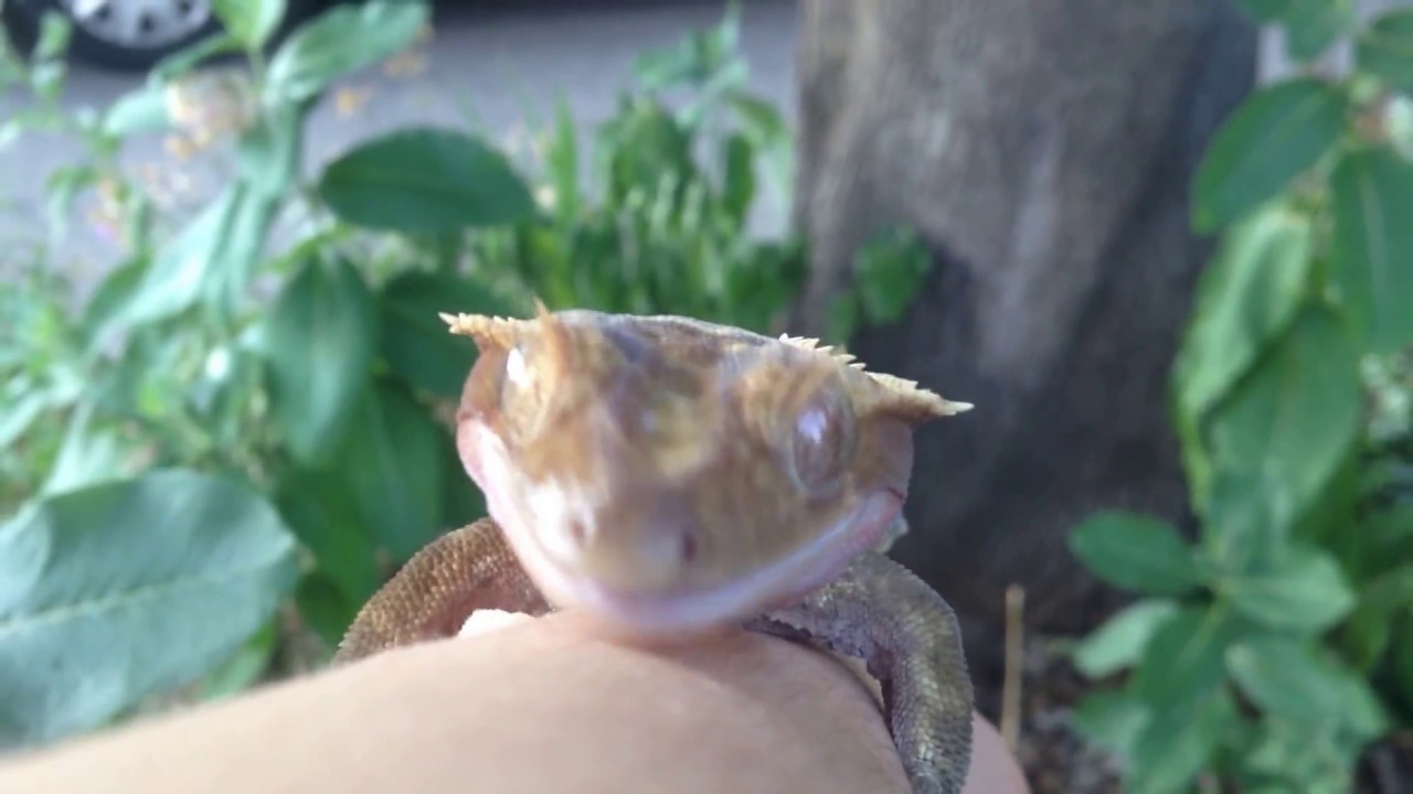 Crested gecko bites and sings to human hand, #3 -- the love affair continues