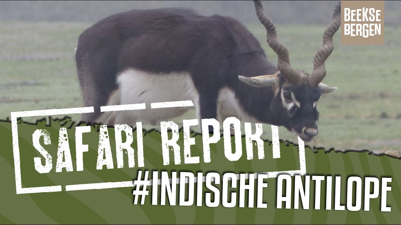 SAFARI REPORT | #97 INDISCHE ANTILOPE
