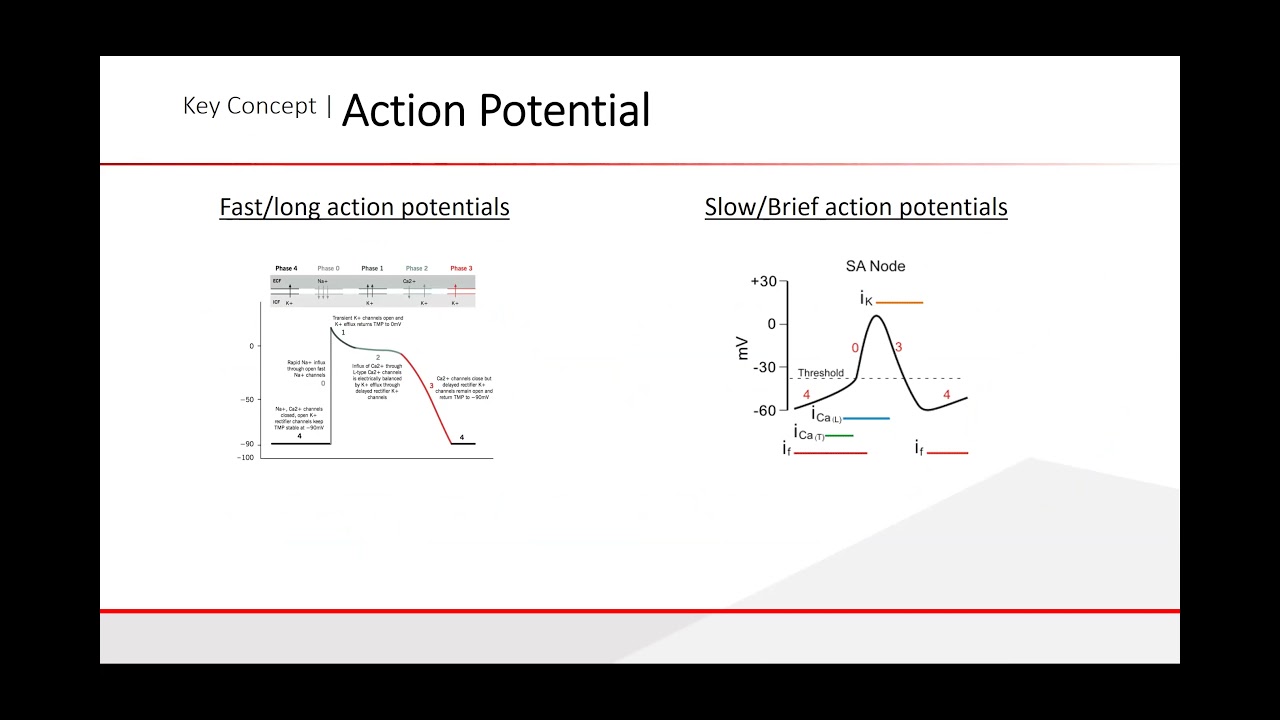 cardiac Physiology  Dr  Hany Samir