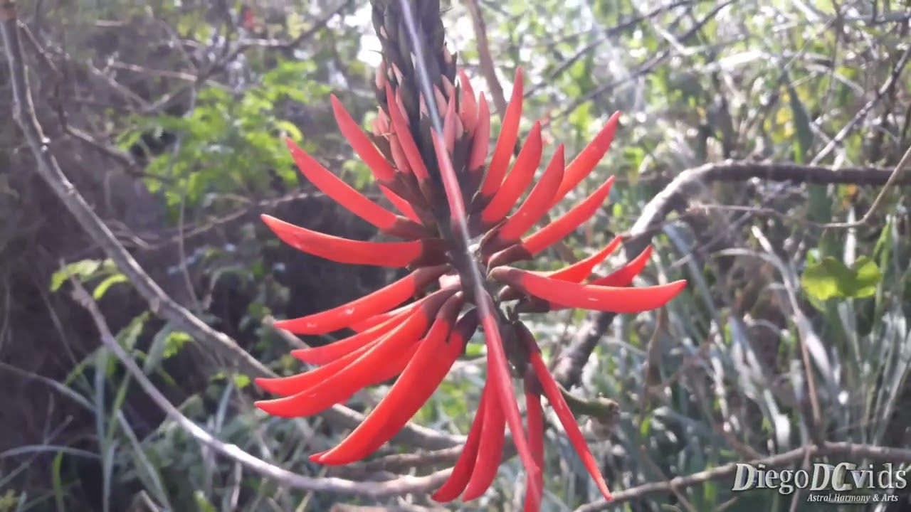 Erythrina speciosa - Mulungu-do-Litoral (Fabales - Fabaceae - Faboideae)