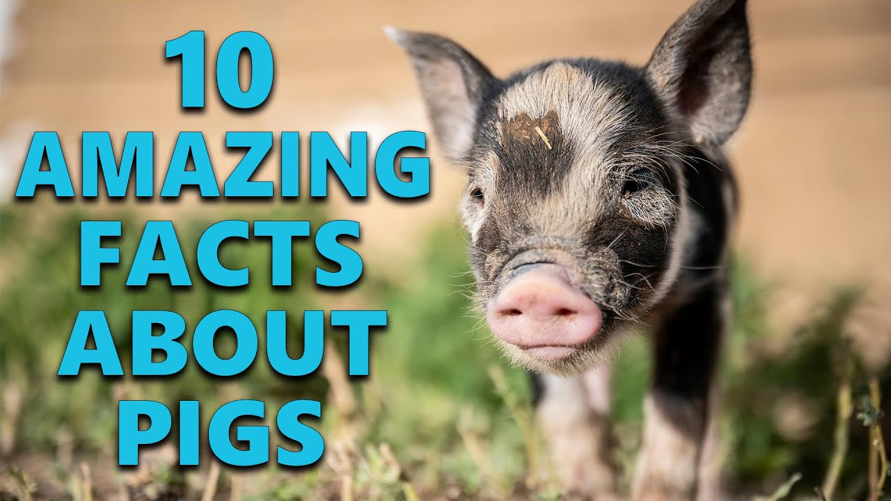 10 Incredible Facts About Pigs That Will Amaze You