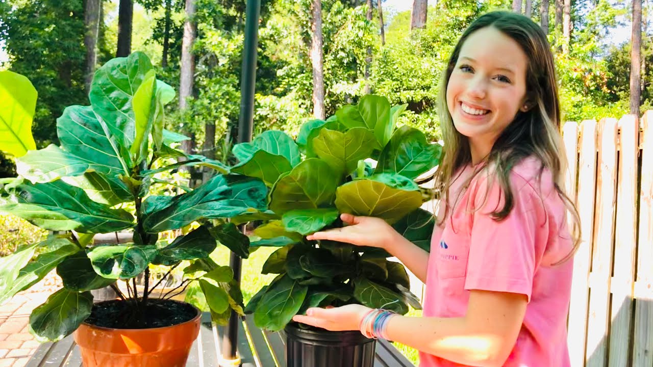 FIDDLE LEAF FIG TIPS