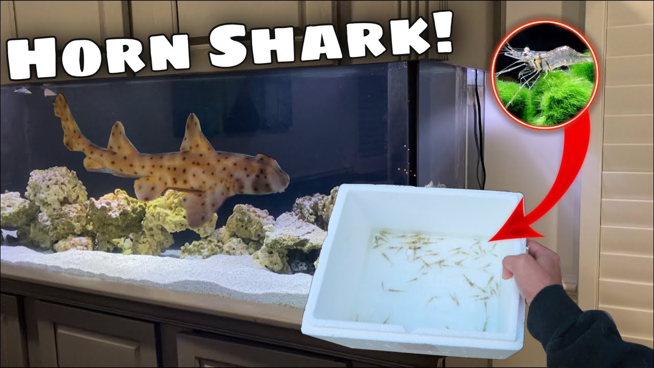 FEEDING My PET SHARK GHOST SHRIMP!! *Epic*