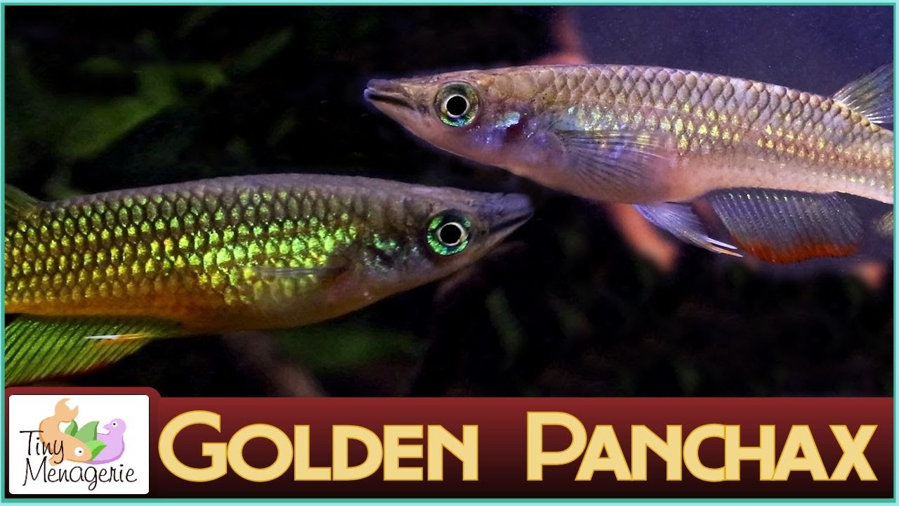 All About Golden Panchax: A Beautiful Relaxing Murderer for Your Aquarium