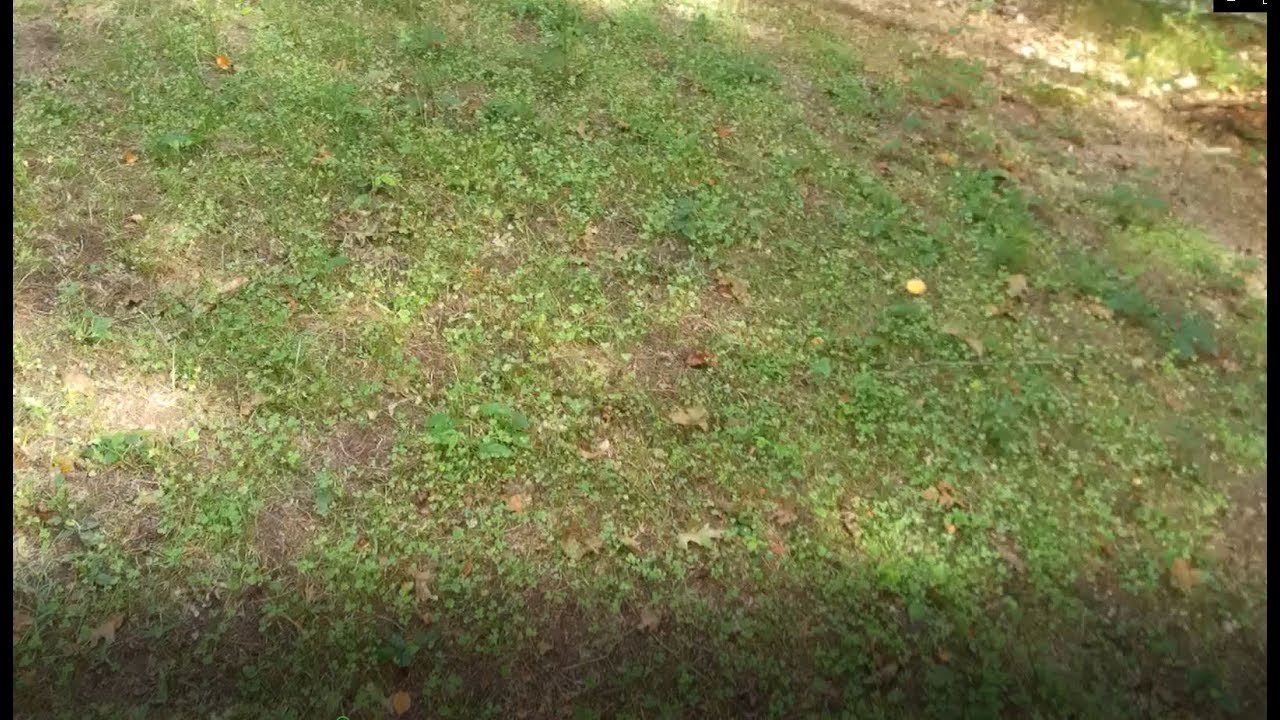Deer Food Plot 101 - Part IV